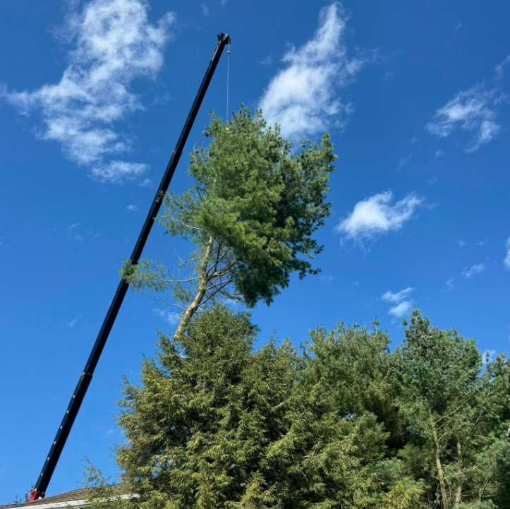 Large tree removal completed by Phantom Tree Service in Downingtown, PA