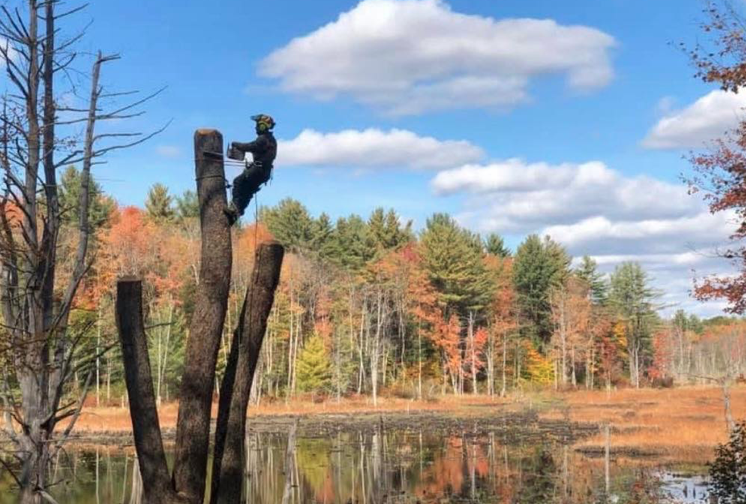 Tree and shrub installation completed by Phantom Tree Service in Downingtown, PA