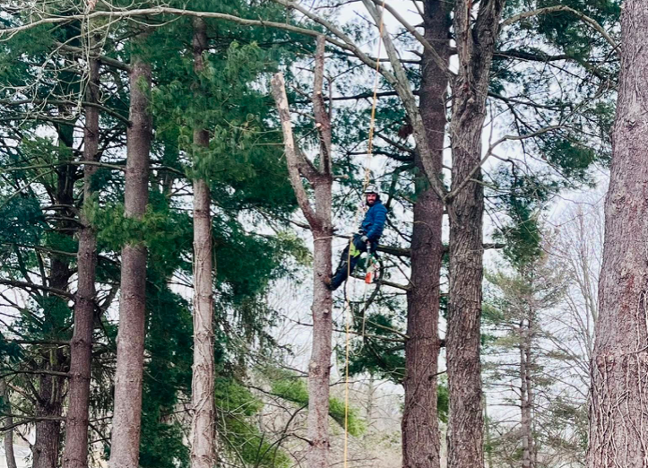 Tree trimming and pruning job by Phantom Tree Service in Exton, PA