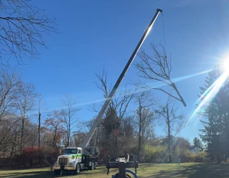 Clean yard after tree removal by Phantom Tree Service in Chester County, PA