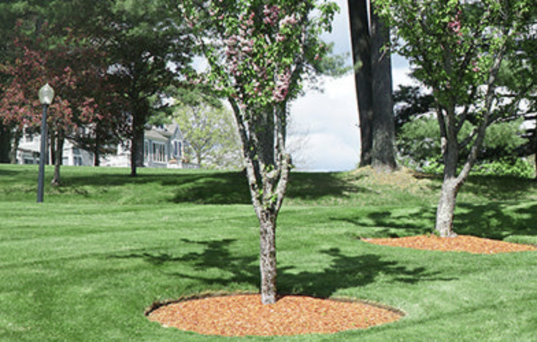 Tree and shrub installation service in Downingtown and Chester County, PA by Phantom Tree Service